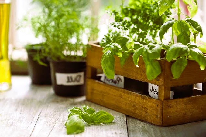 Indoor Herb Garden Ideas