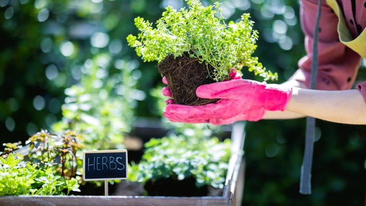 Indoor Herb Gardens