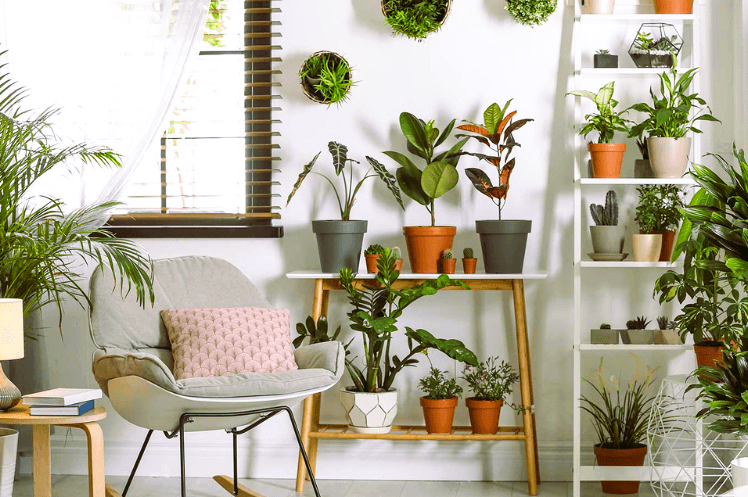 Trees and Plants into Your Home