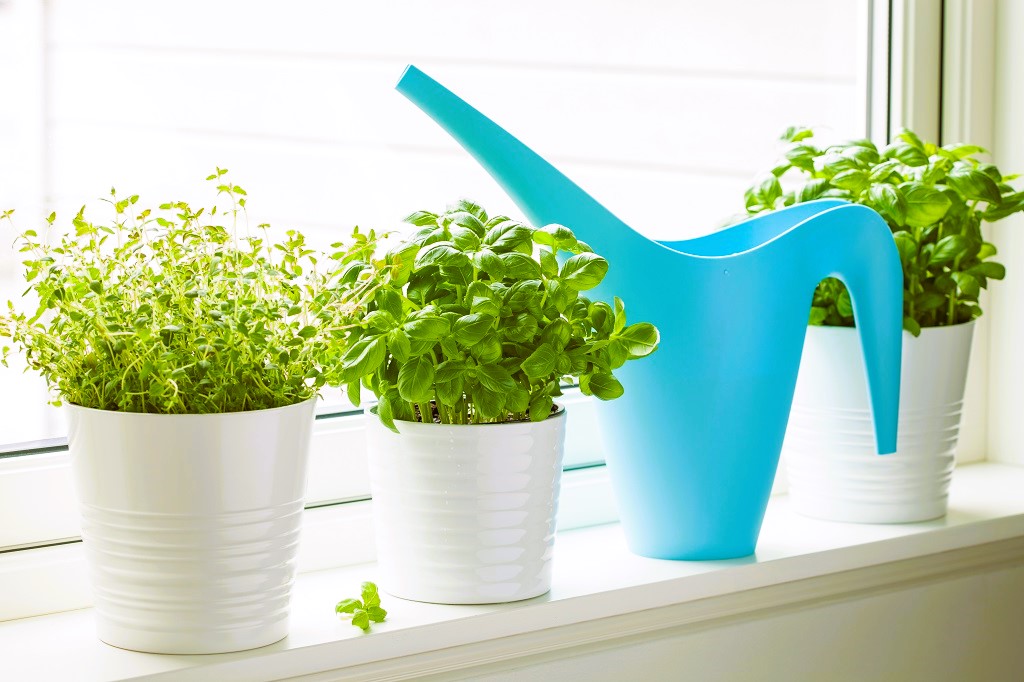 Grow Culinary Herbs in the Home