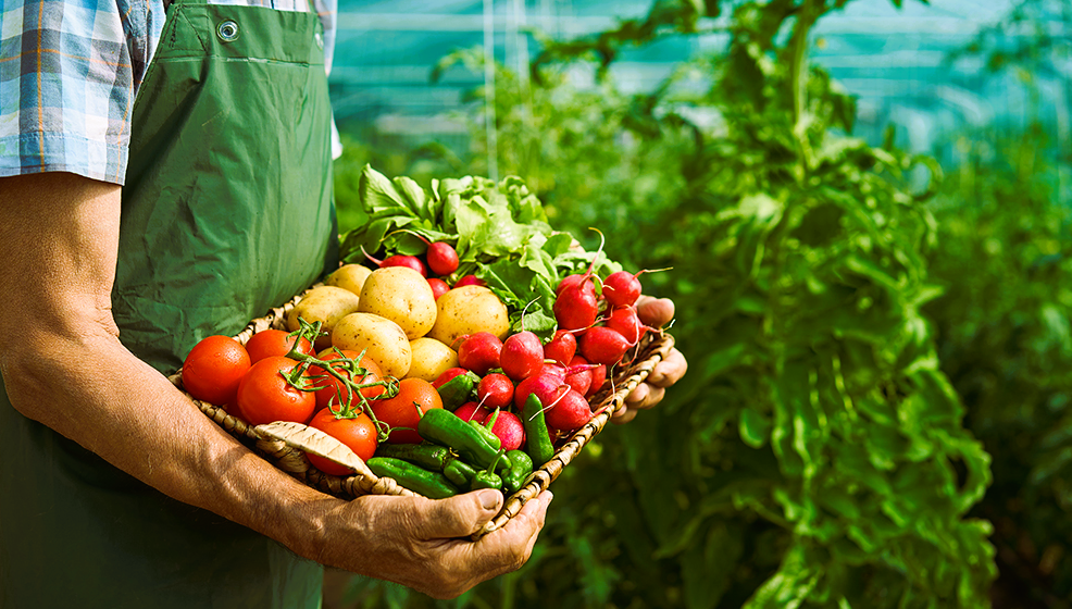 organic vegetable gardening feature