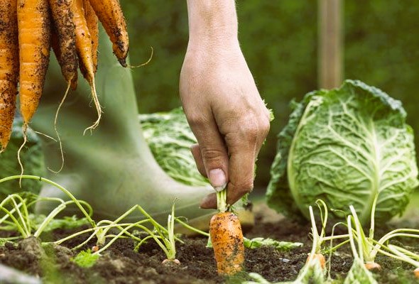 organic vegetable gardening